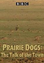 自然世界 草原土拨鼠：语言大师