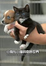 小狗与小猫的奇妙世界