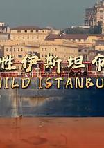 野性伊斯坦布尔