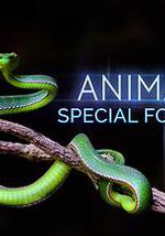 动物特种部队 第一季