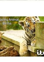 动物出生的奇妙过程 第一季