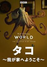 自然世界：家里的章鱼